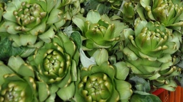 Enginar Yaprağı Kullanımı ve Faydaları Nelerdir?